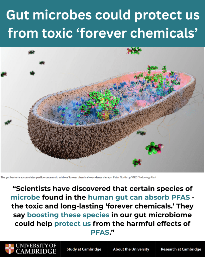 Gut microbes could protect us from toxic ‘forever chemicals’ 