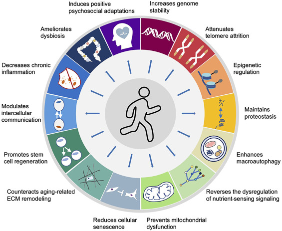 Exercise attenuates the hallmarks of again